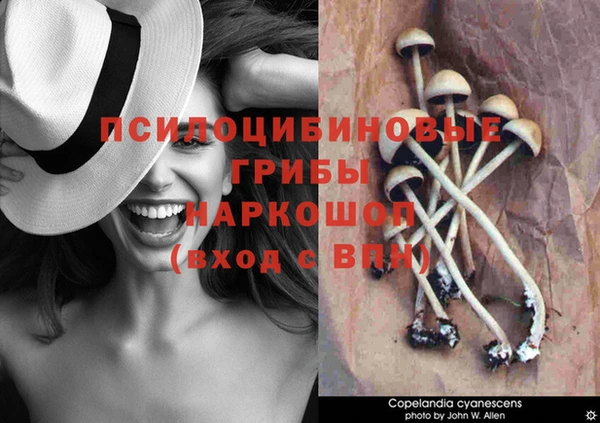 трава Бородино